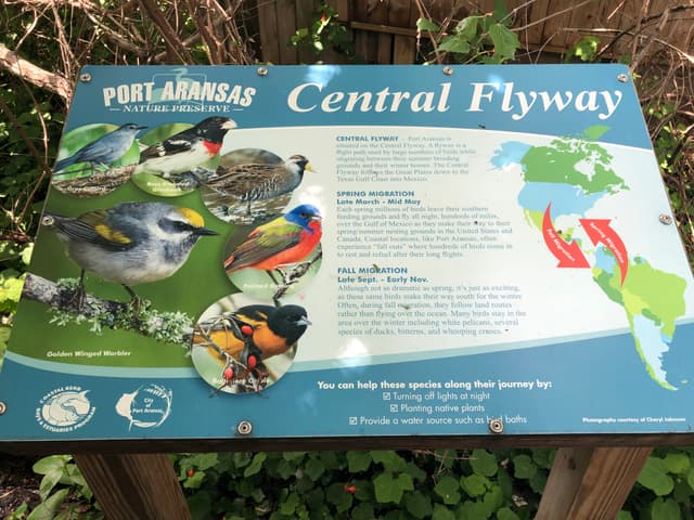 Paradise Pond Port Aransas birding photo 2
