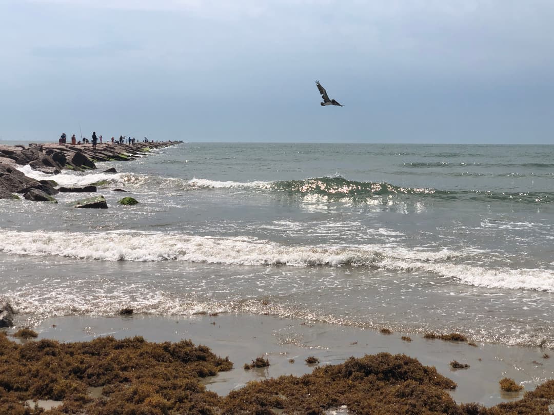 Port Aransas South Jetty with brown pelicans and cormorants on granite rocks