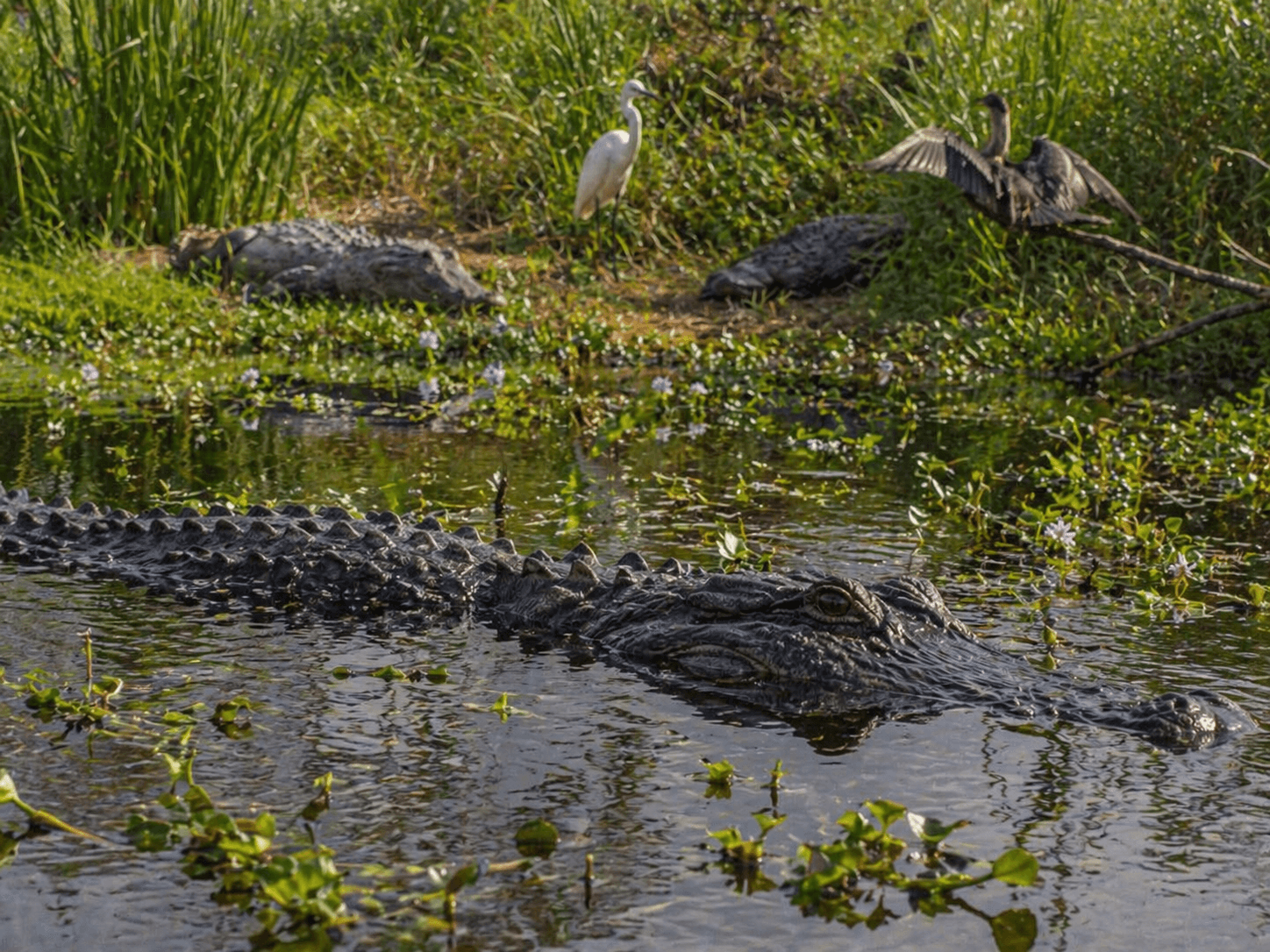 American alligator in waterway at Aransas National Wildlife Refuge with egret and cormorant