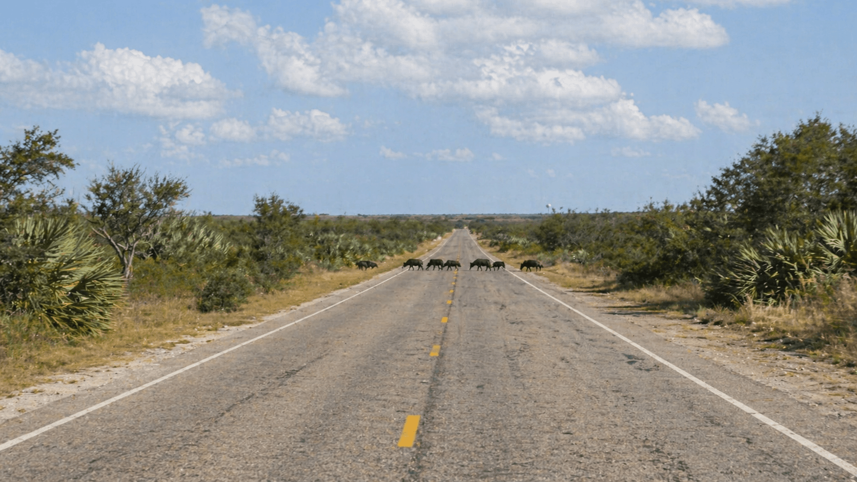 Auto loop road through Aransas National Wildlife Refuge Texas coastal prairie with feral hogs crossing