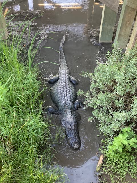 American alligator Rockport Texas coastal wetlands