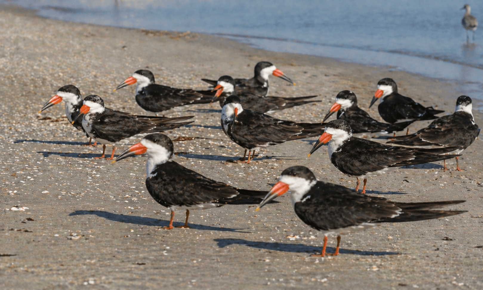Black skimmers gathered on a Gulf Coast beach shoreline
