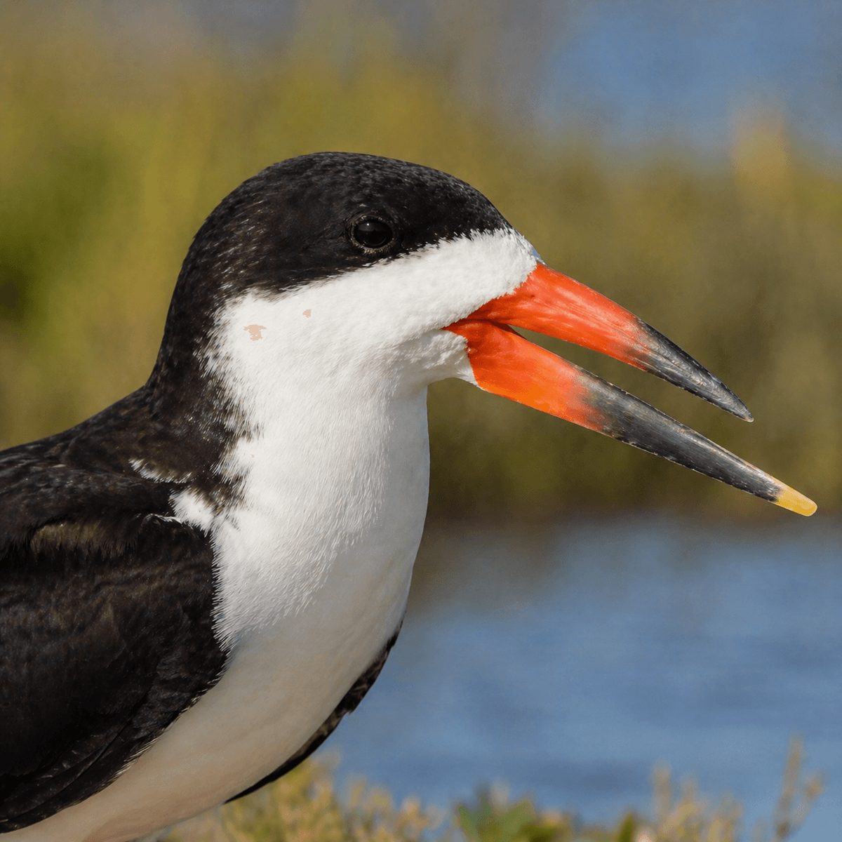 Close-up portrait of a black skimmer showing its distinctive longer lower mandible and orange-red bill