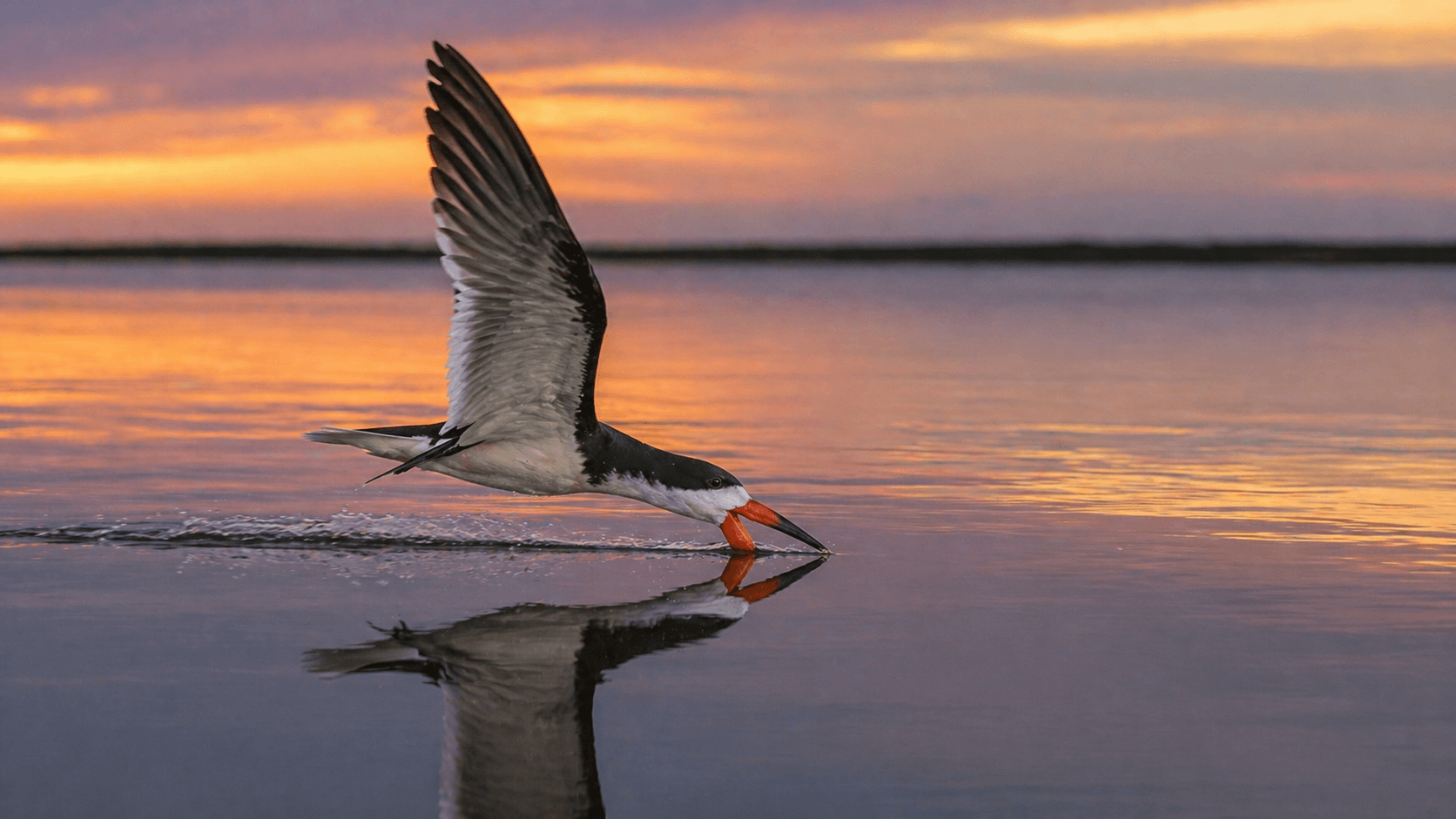 Black skimmer dragging its lower mandible through calm water at sunset