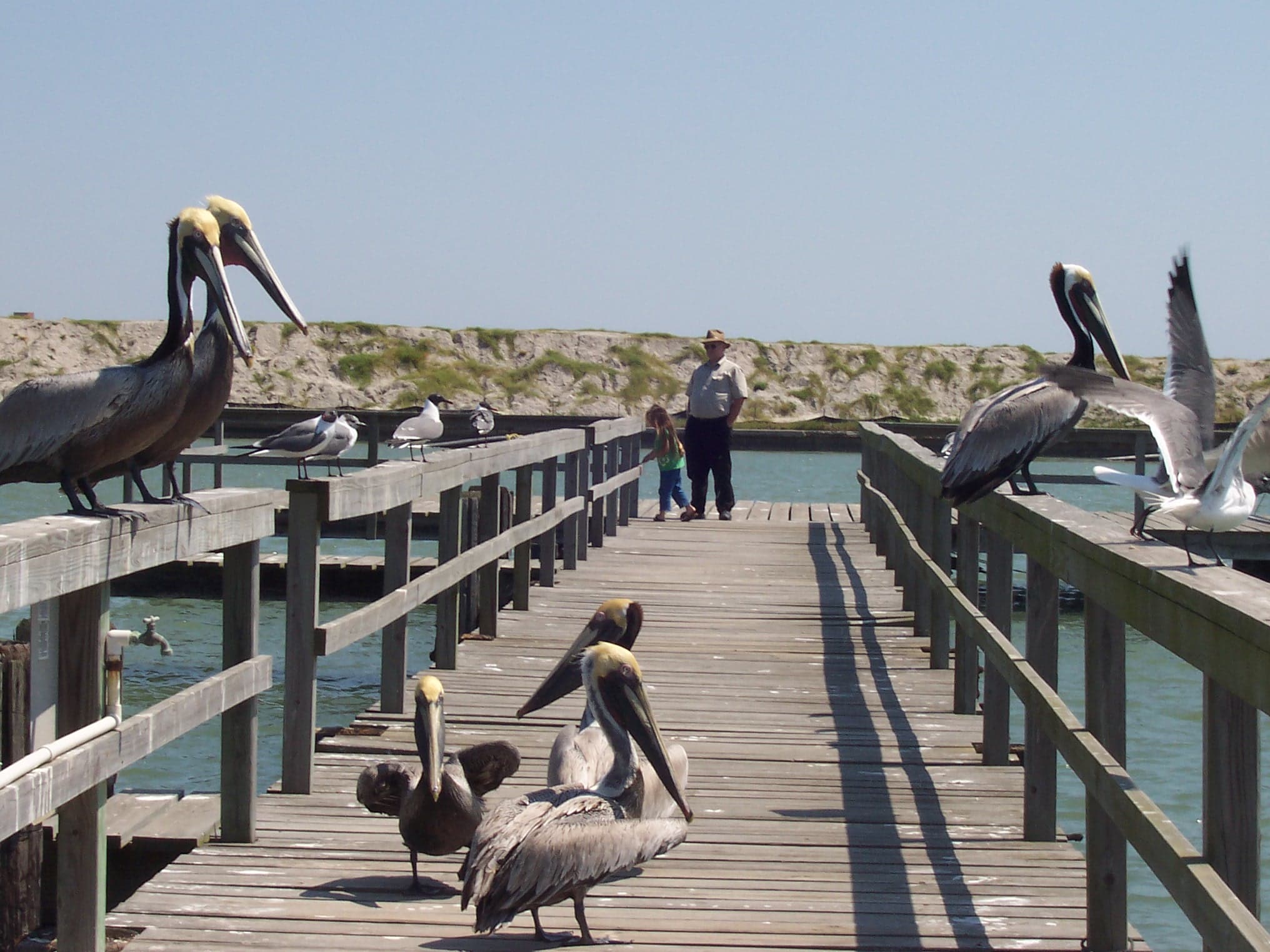 Brown pelicans gathered on a Rockport Texas pier with people watching