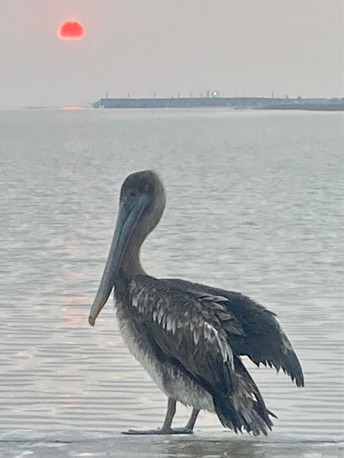 Brown pelican standing at the water's edge at sunrise, Rockport Texas