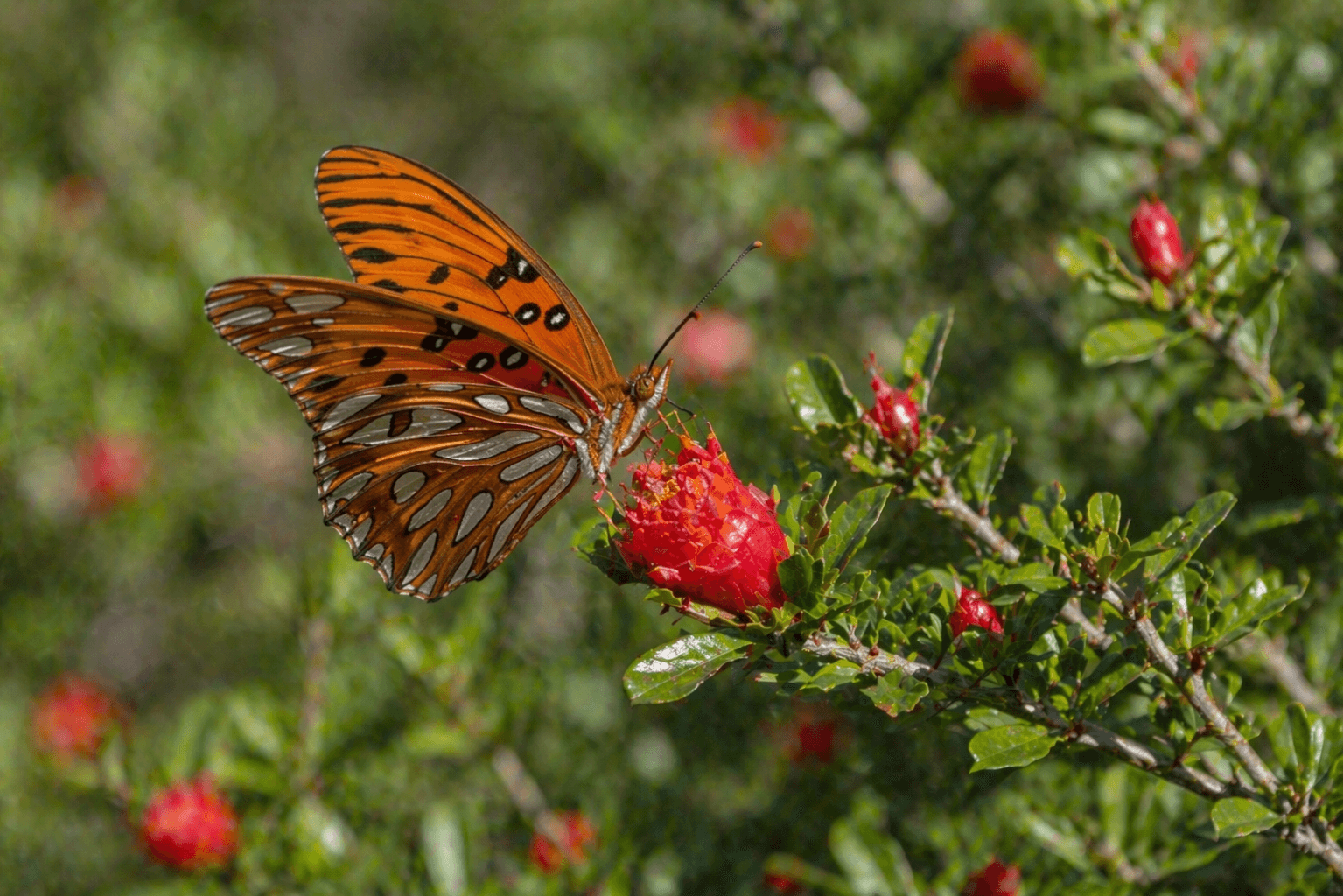 Gulf fritillary butterfly coastal Texas