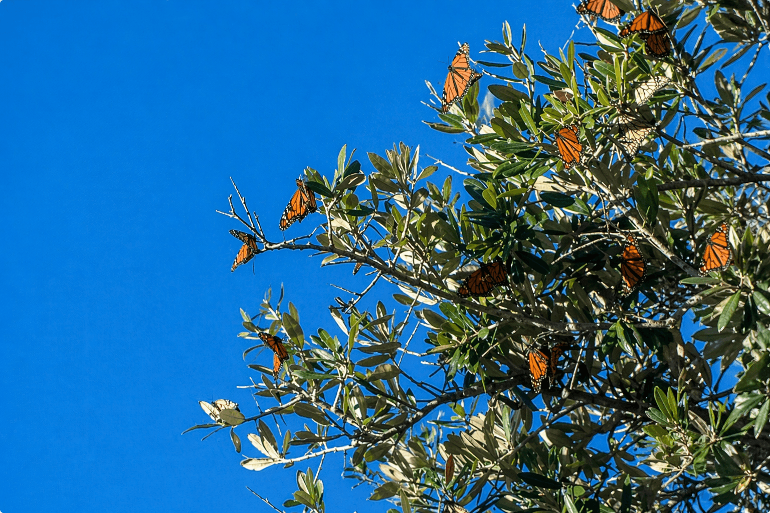 Monarch butterflies roosting in live oak tree Rockport Texas