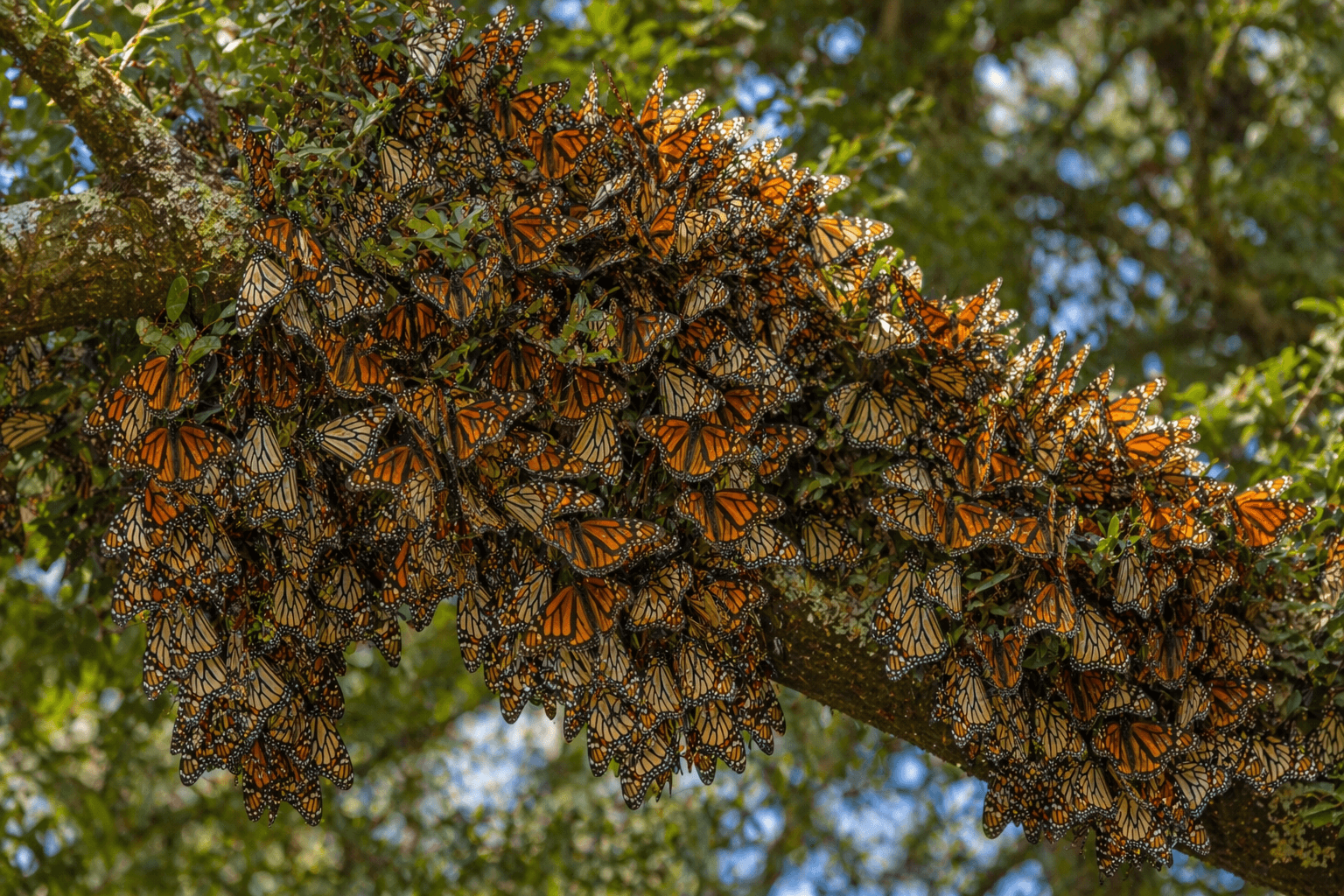 Monarch butterflies clustered on live oak tree Rockport Texas