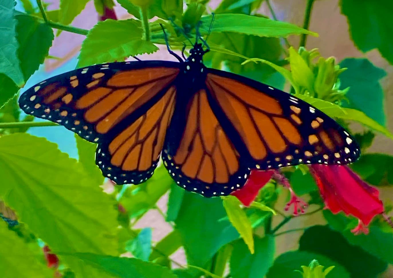 Monarch butterfly on turks cap flower Rockport Texas