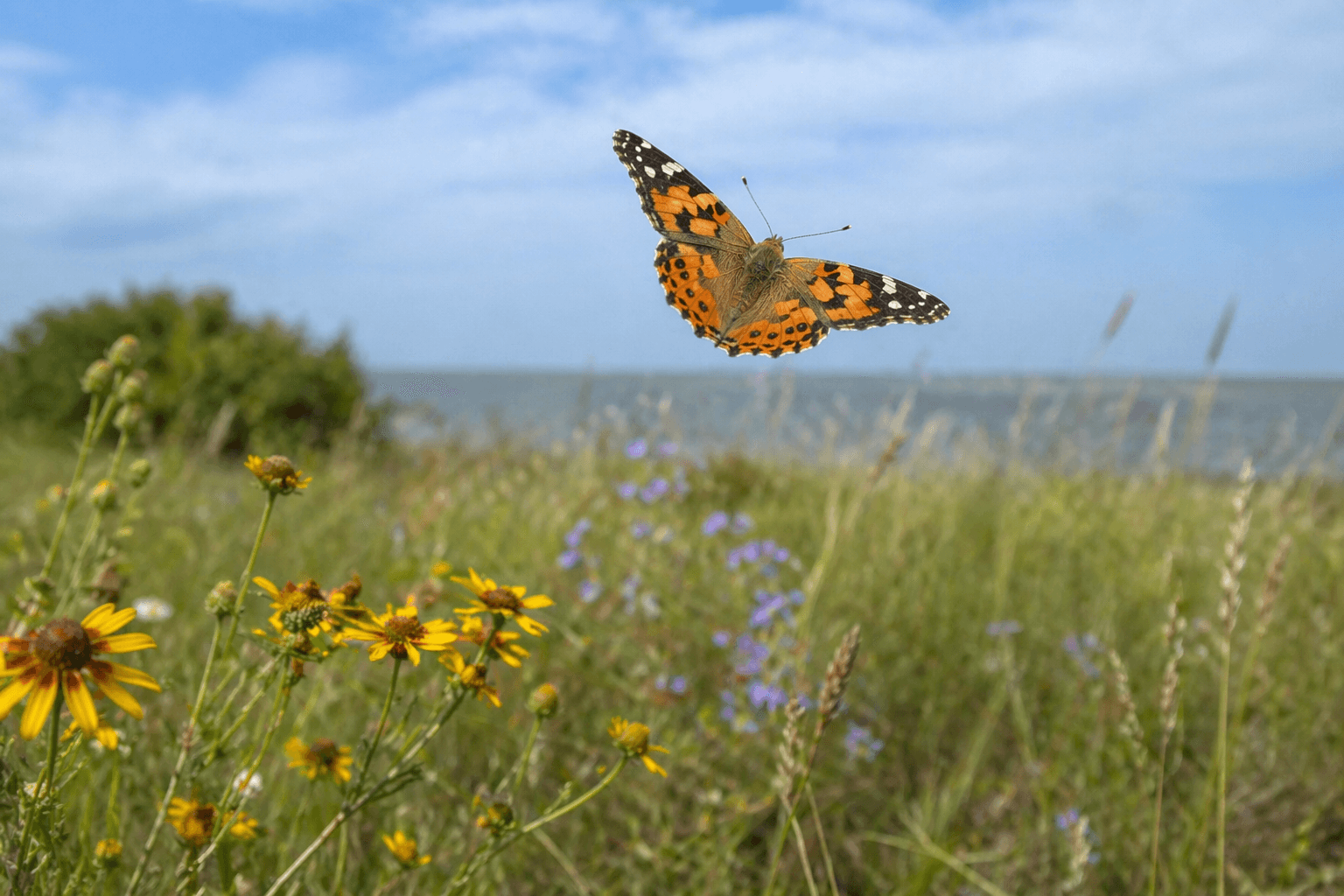 Painted lady butterfly Texas