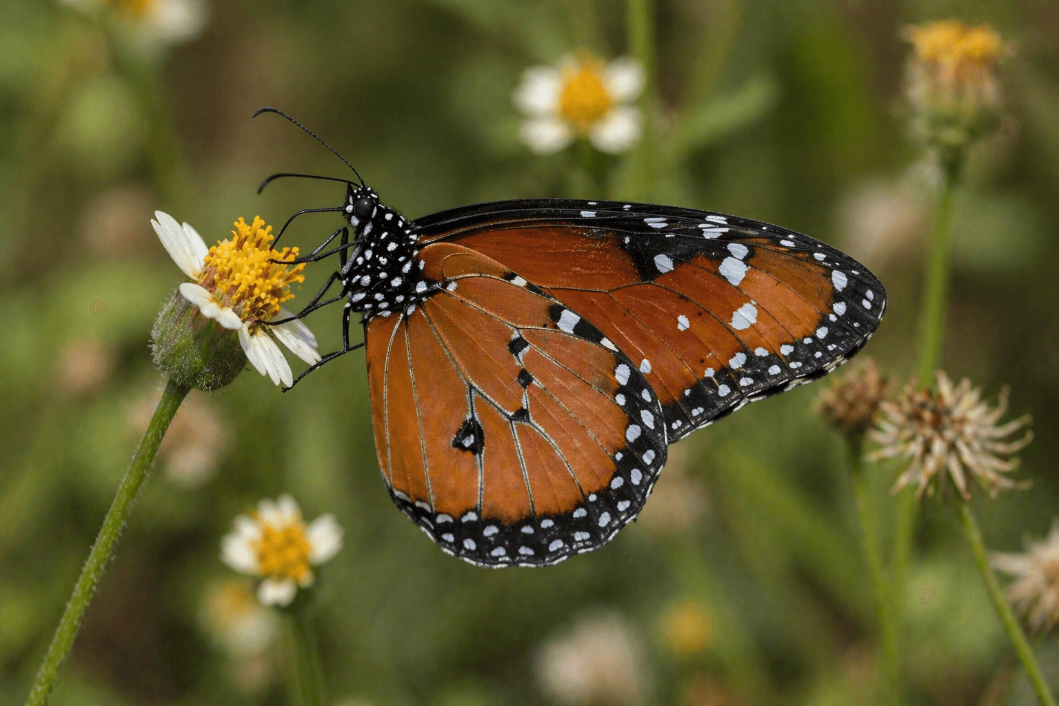 Queen butterfly Texas