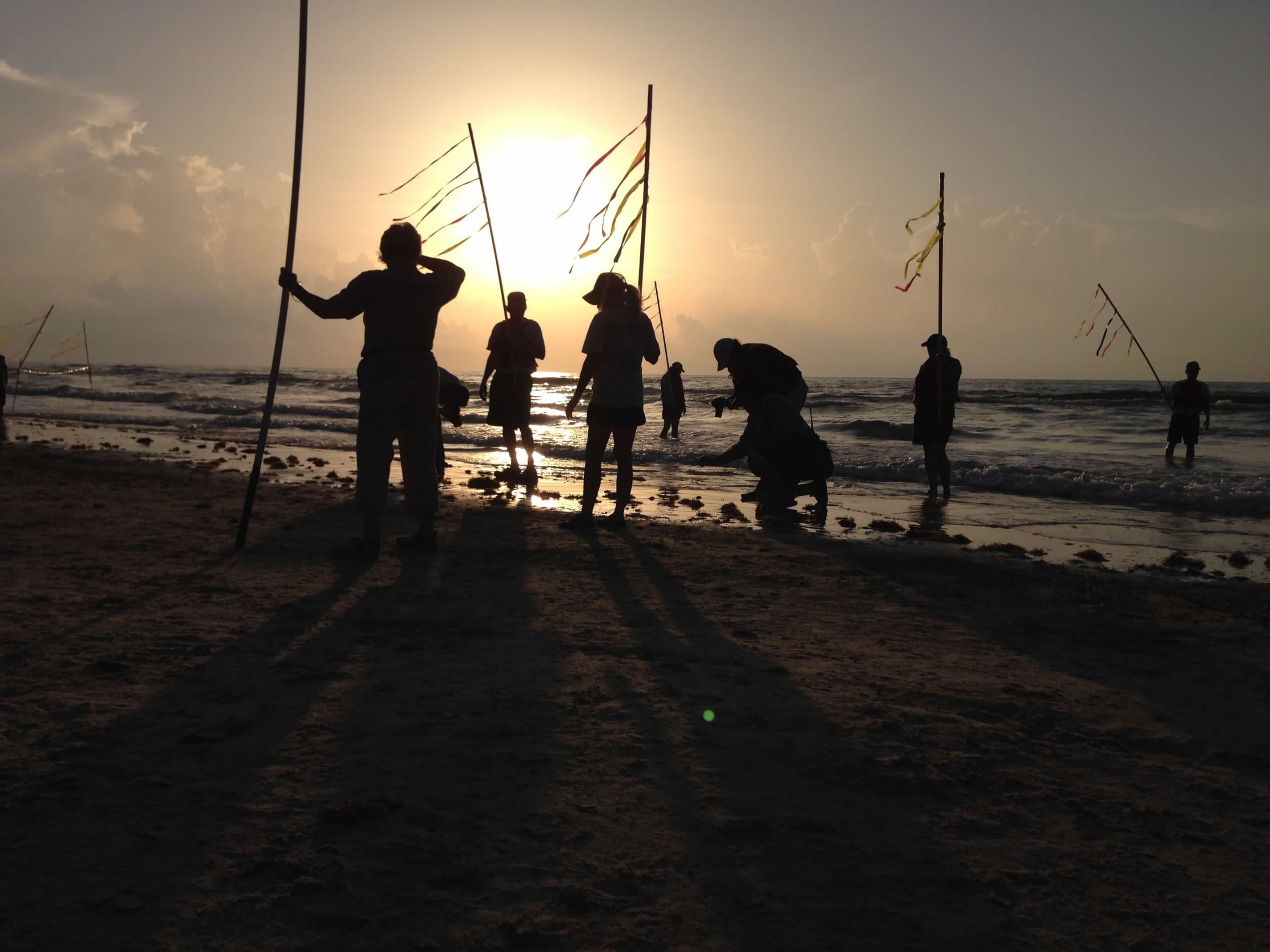 Kemp's ridley sea turtle hatchling release at Padre Island National Seashore Texas