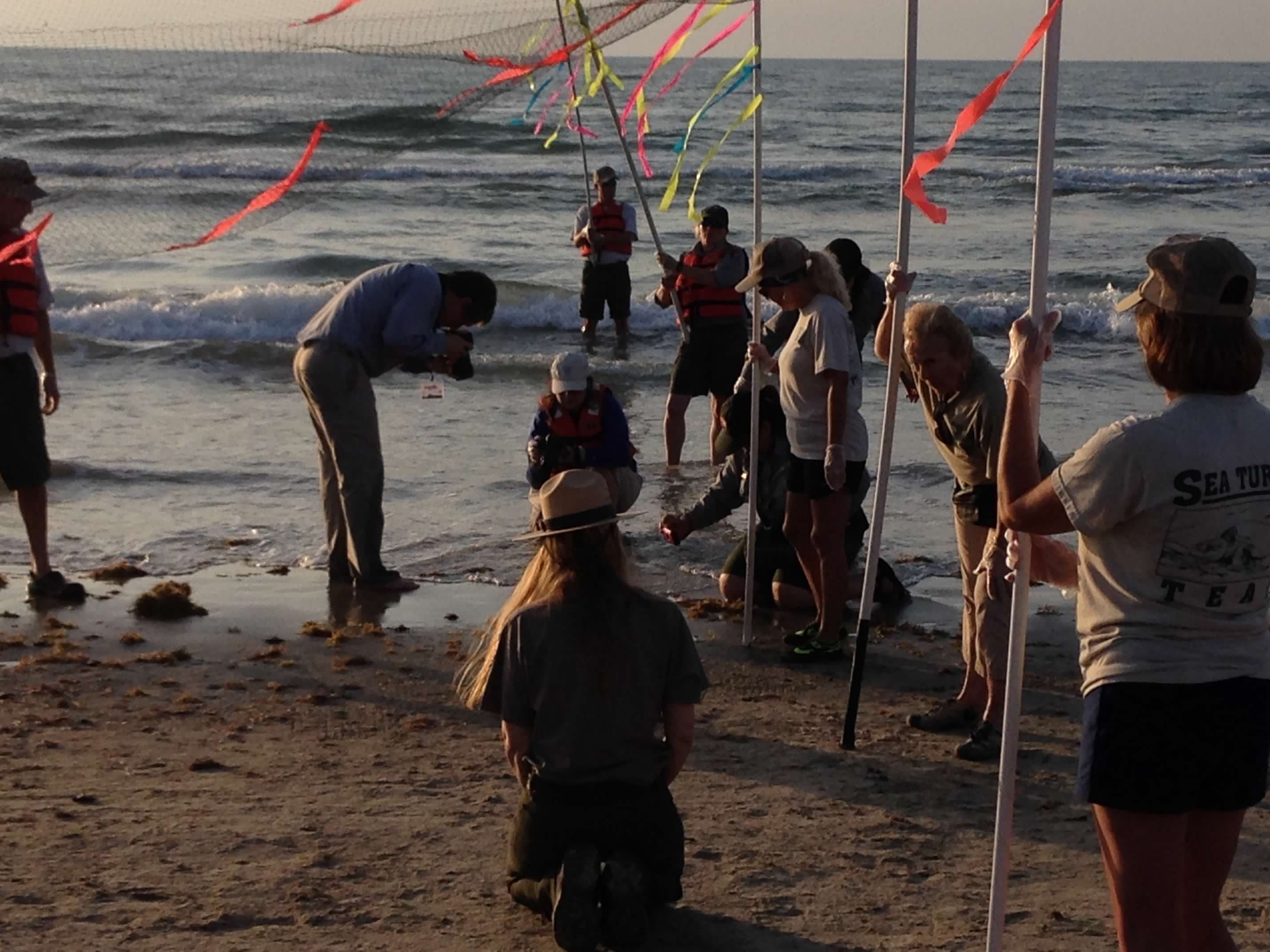 Kemp's ridley sea turtle release at Padre Island National Seashore Texas