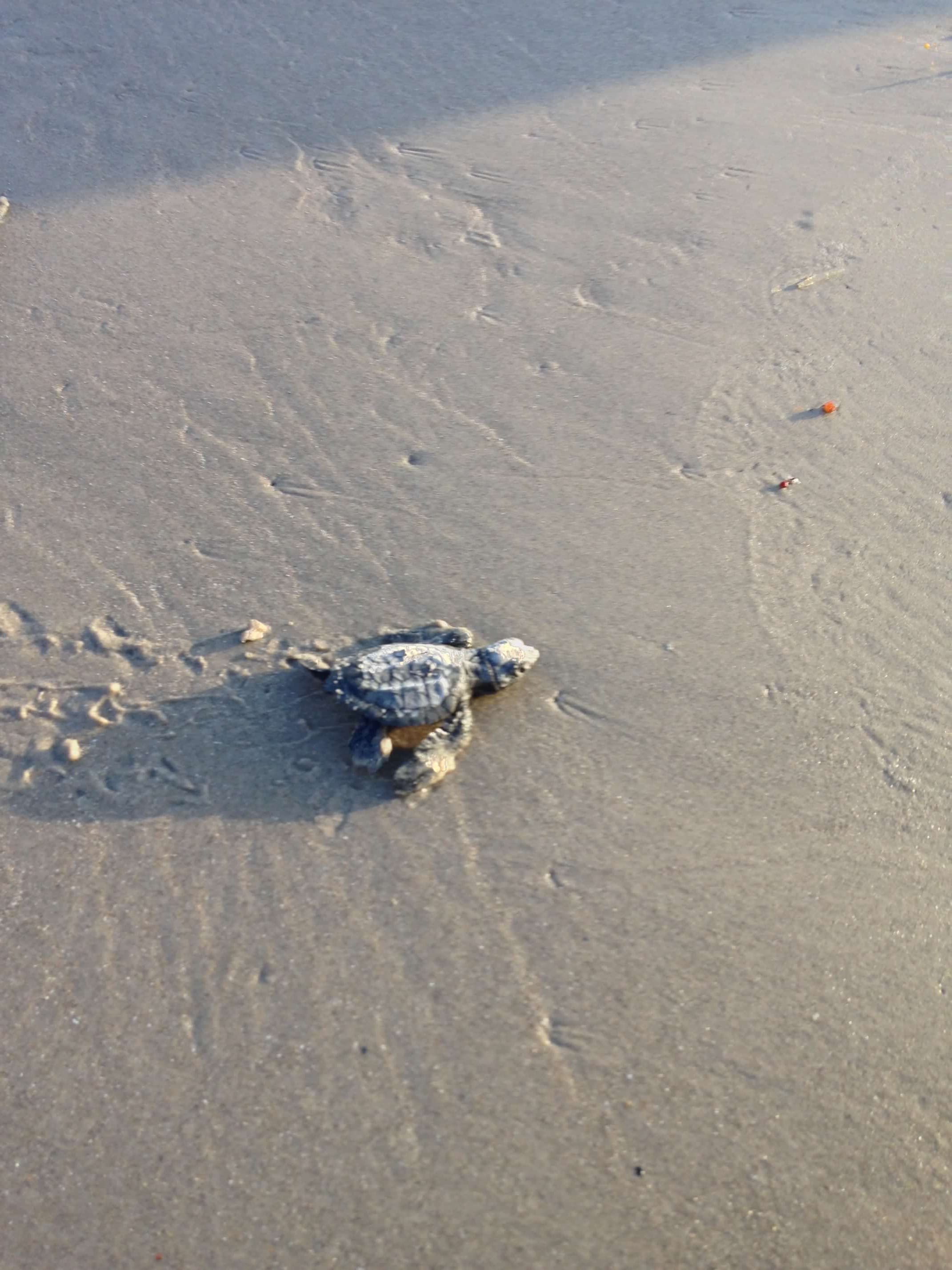 Kemp's ridley sea turtle release at Padre Island National Seashore Texas