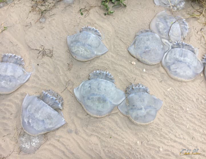 Jellyfish washed ashore on the Texas Gulf Coast near Rockport