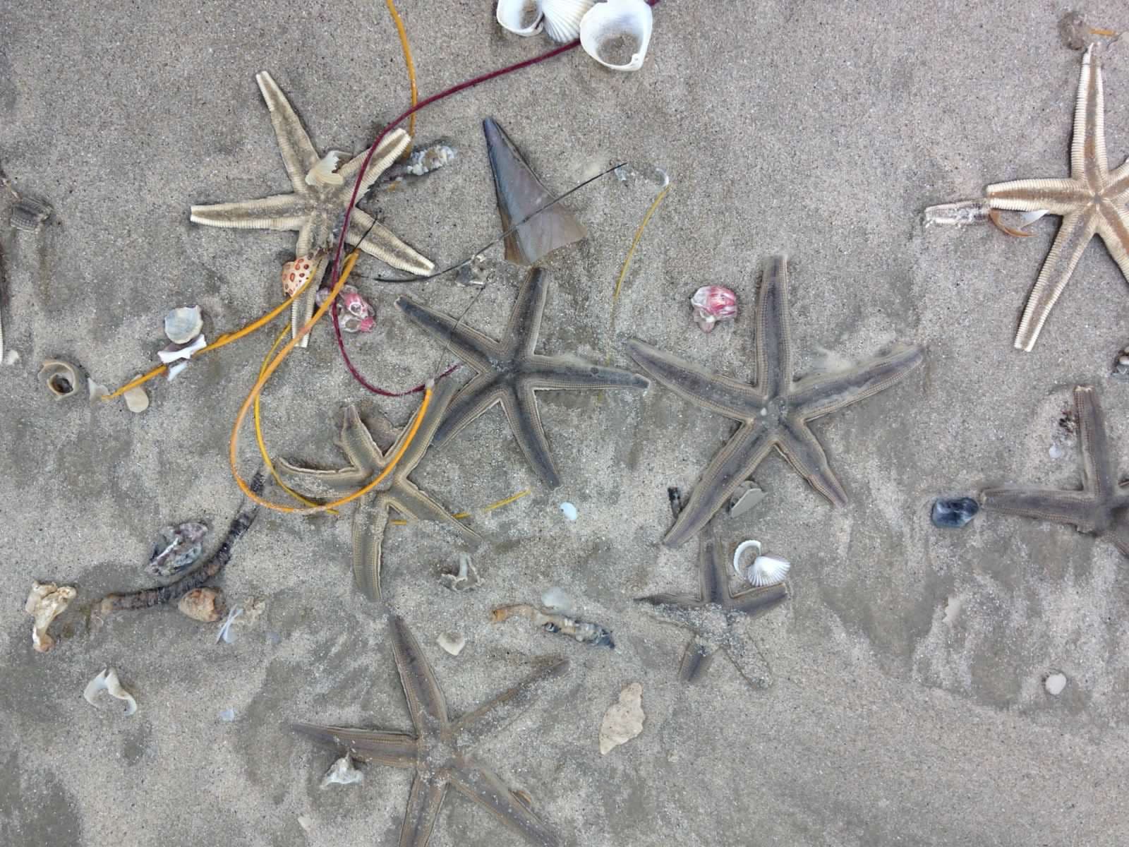 Starfish in the shallow waters of Aransas Bay — Rockport Texas