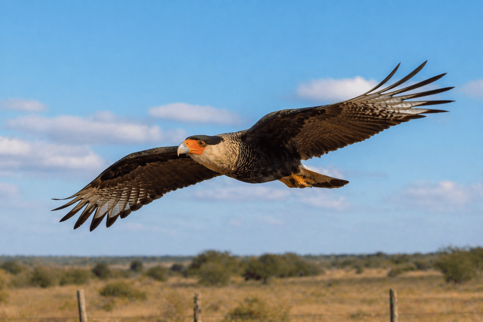Crested Caracara in flight showing white wing patches Texas