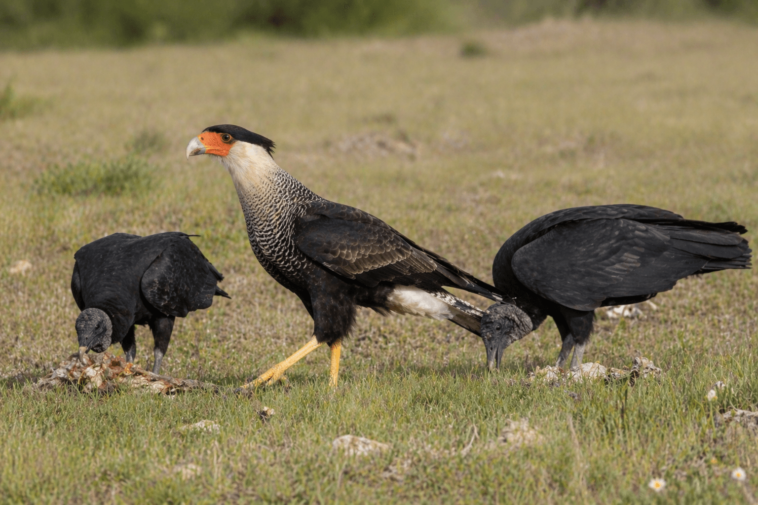 Crested Caracara standing on ground with Black Vultures Texas