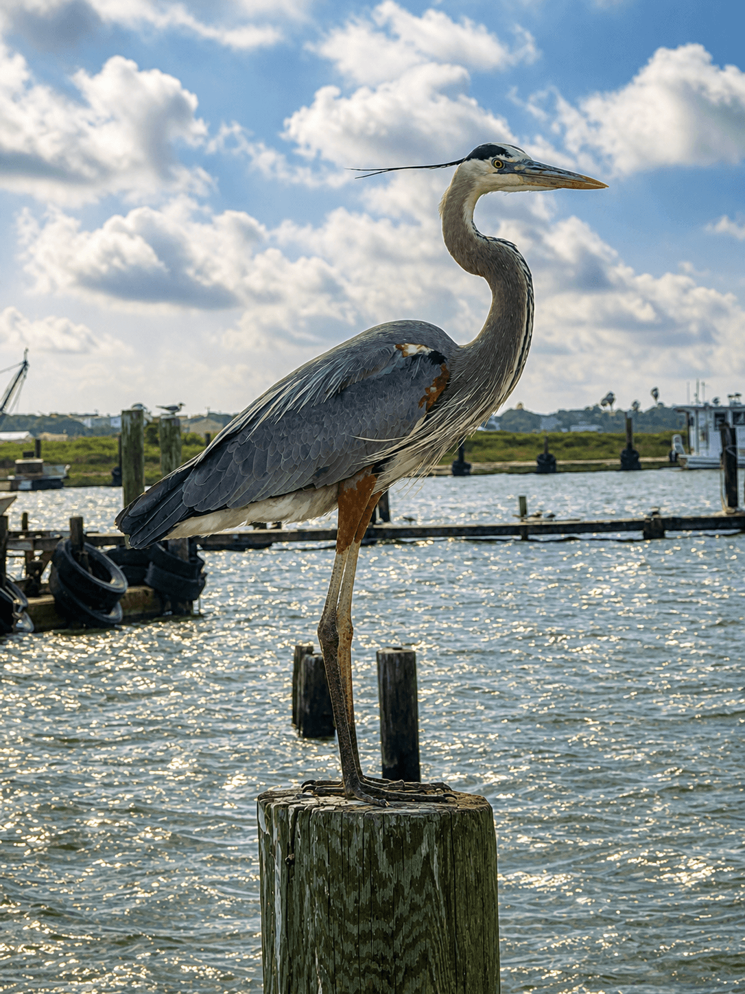Great Blue Heron on dock with Aransas Bay sparkling behind — Rockport, Texas. Real local photo.