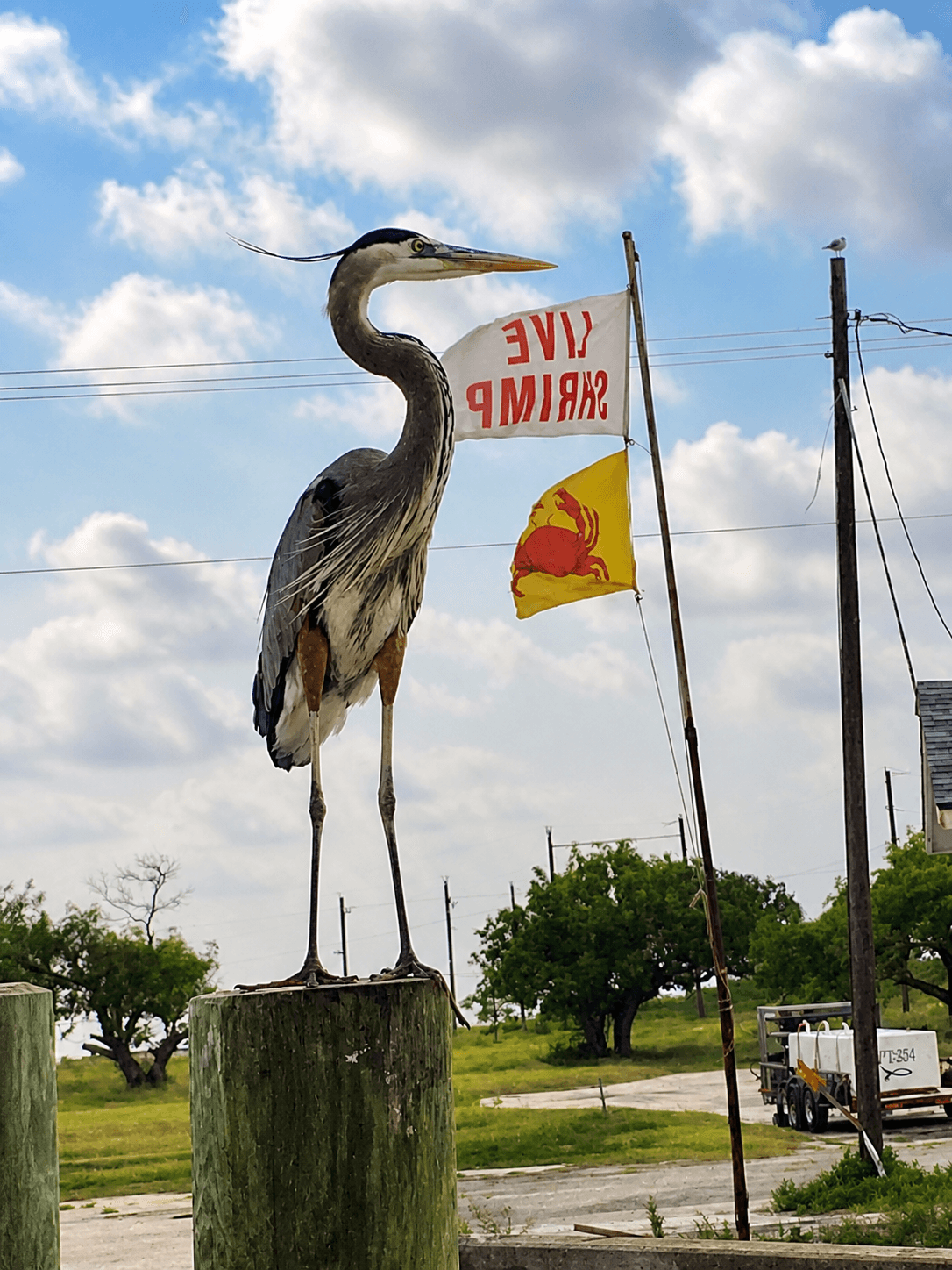 Great Blue Heron perched on dock piling at Rockport waterfront with Shrimp Live flag — real local photo