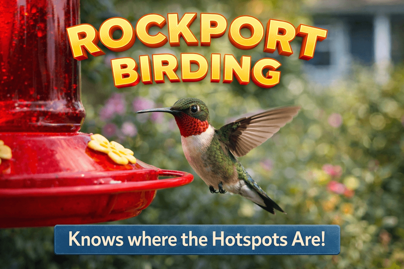 Ruby-throated hummingbird at a feeder in Rockport — Rockport Birding HQ knows the hot spots