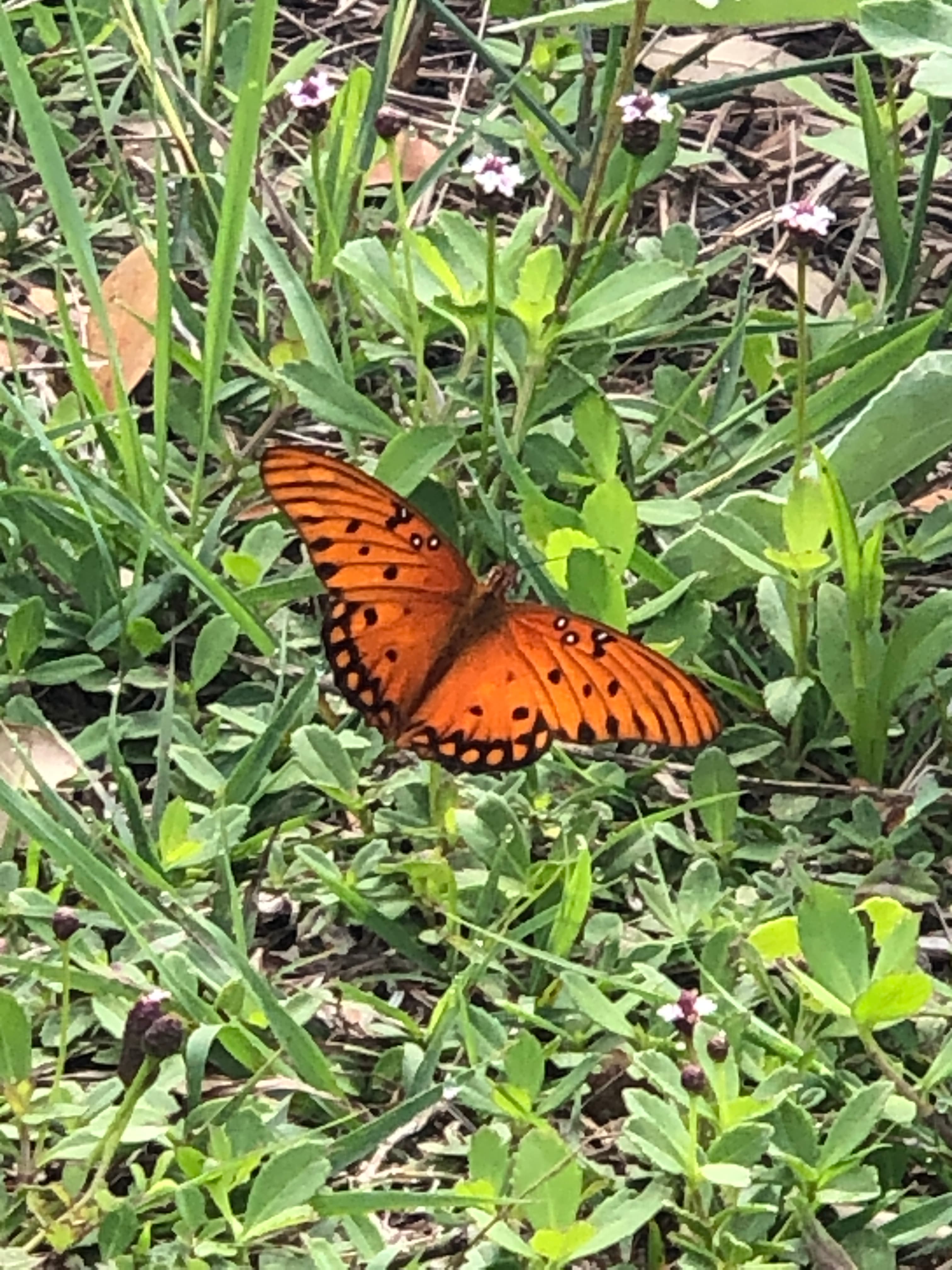 Gulf Fritillary butterfly on native groundcover Memorial Park Rockport Texas