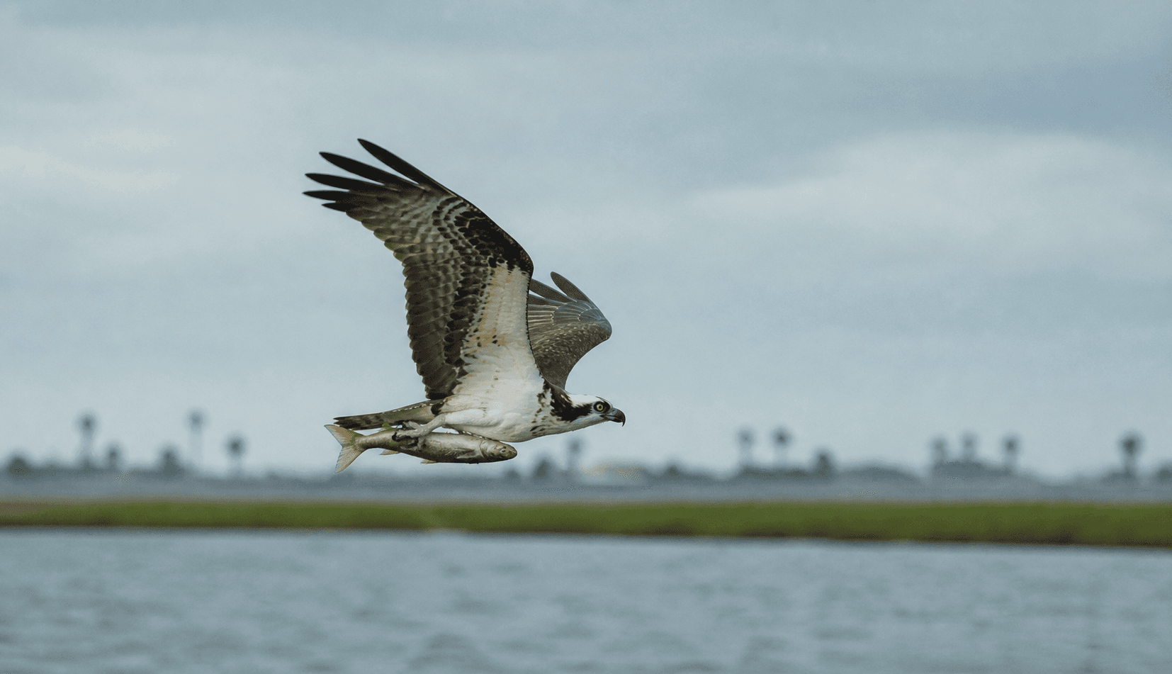 Osprey carrying a fish over Aransas Bay — Rockport, Texas