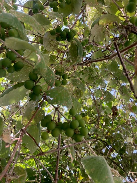 Mustang grapes native Texas vine Rockport