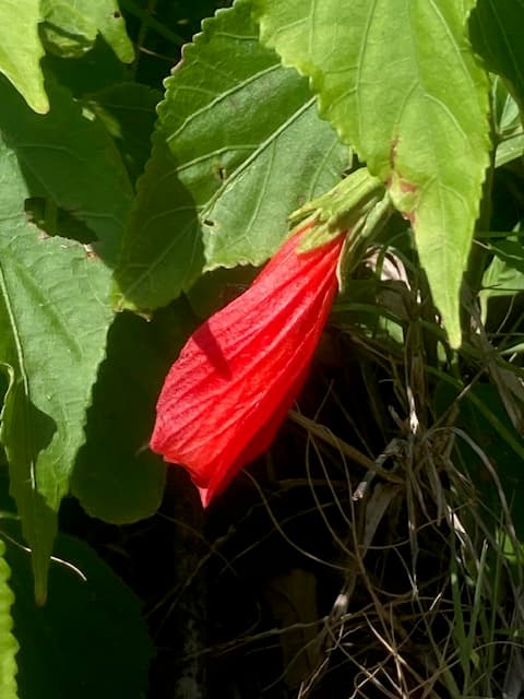 Turks cap native plant Rockport Texas attracts painted buntings
