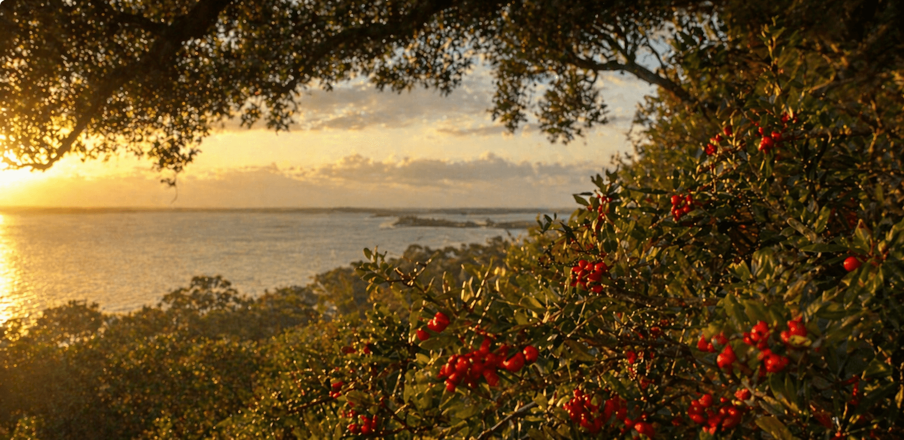 Yaupon holly with red berries overlooking Aransas Bay Rockport Texas