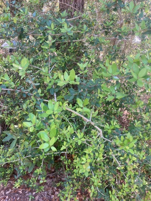 Yaupon holly growing as understory beneath live oaks coastal Texas