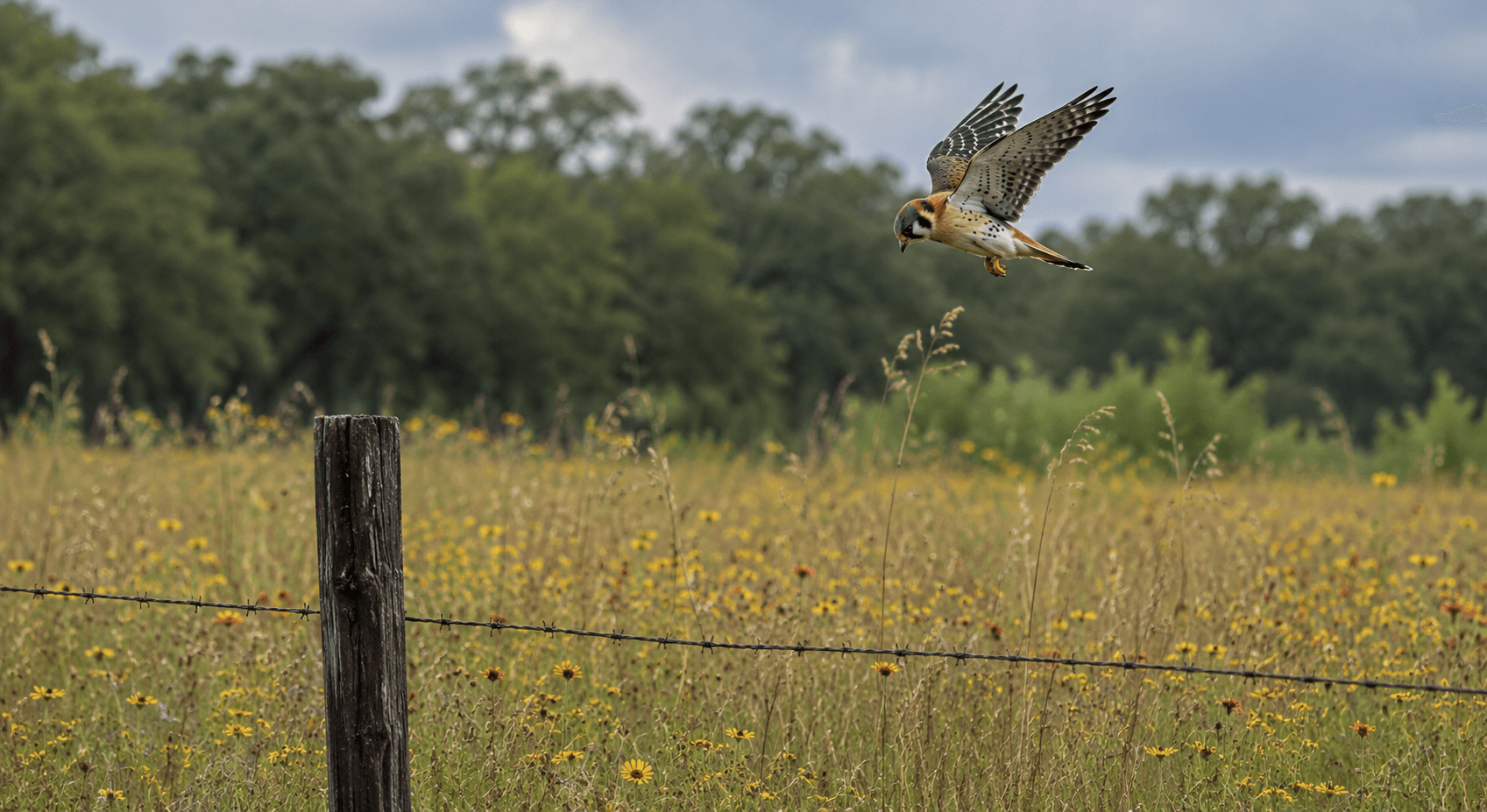American Kestrel hovering over Texas wildflower meadow