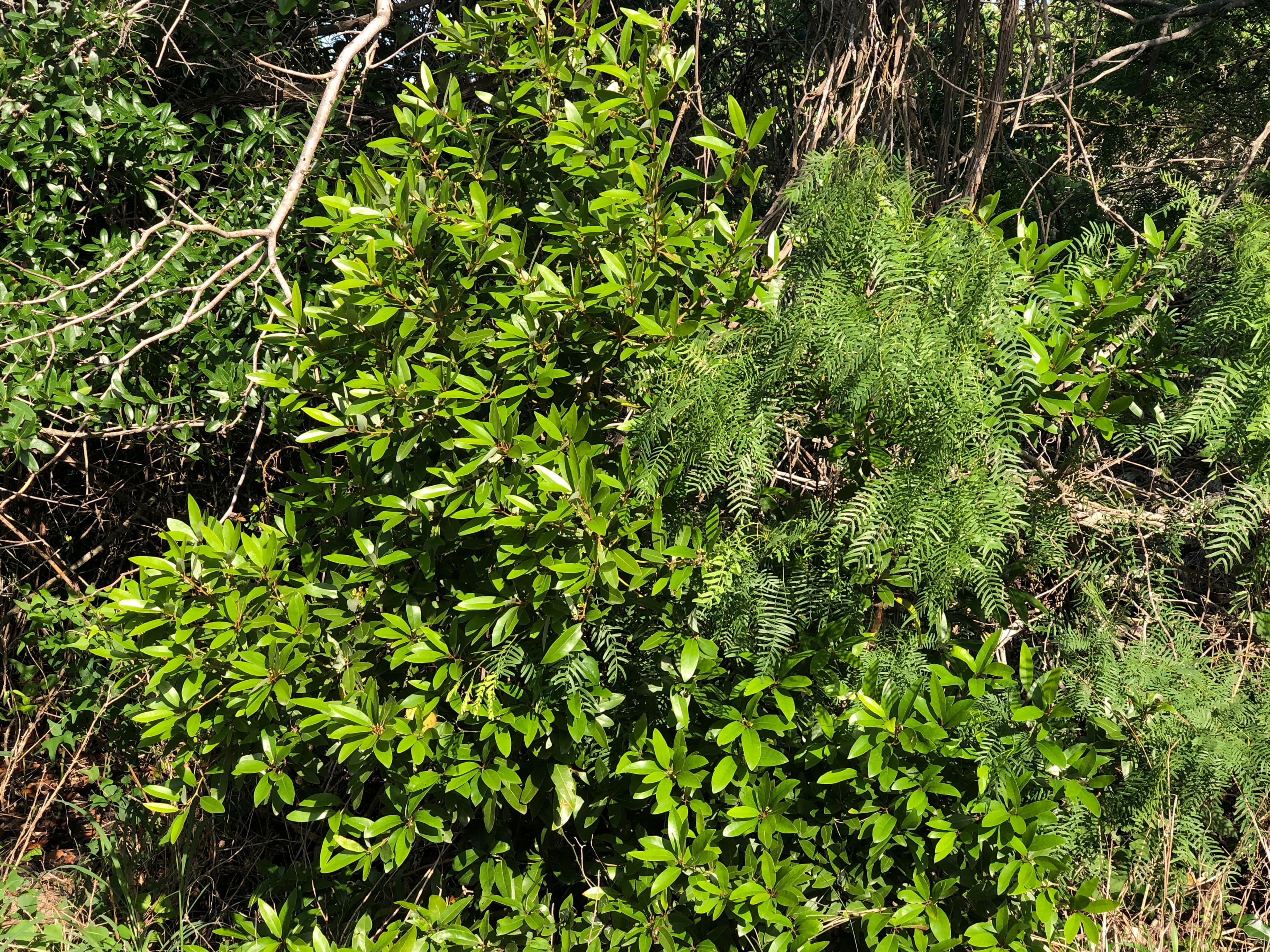 Red Bay growing alongside coastal vegetation on the Lamar Peninsula