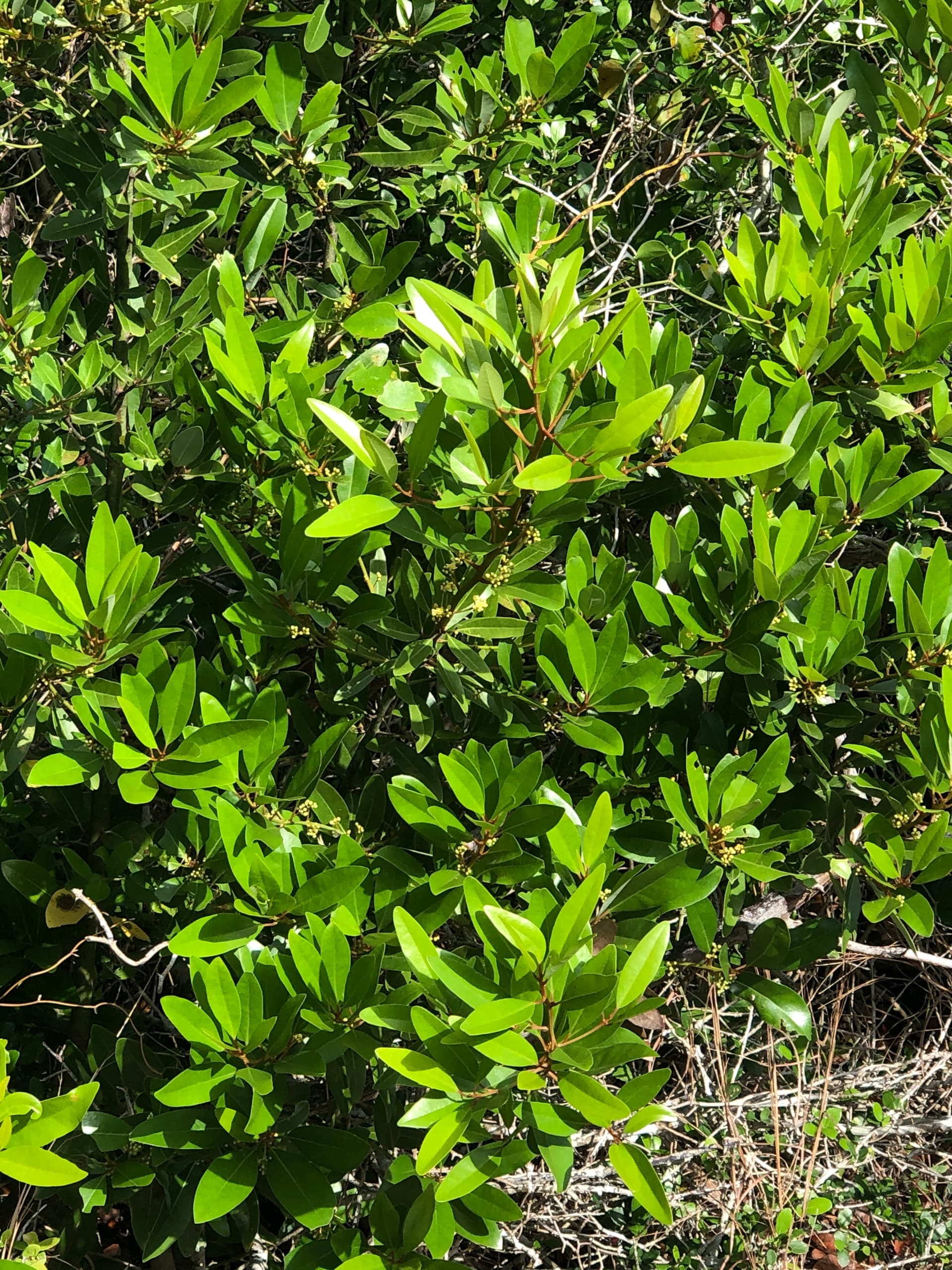 Red Bay leaves close up — Lamar Peninsula, Rockport Texas