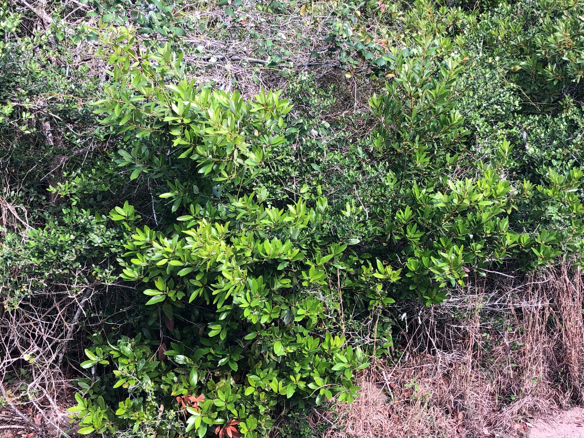 Red Bay shrub growing on the Lamar Peninsula, Texas