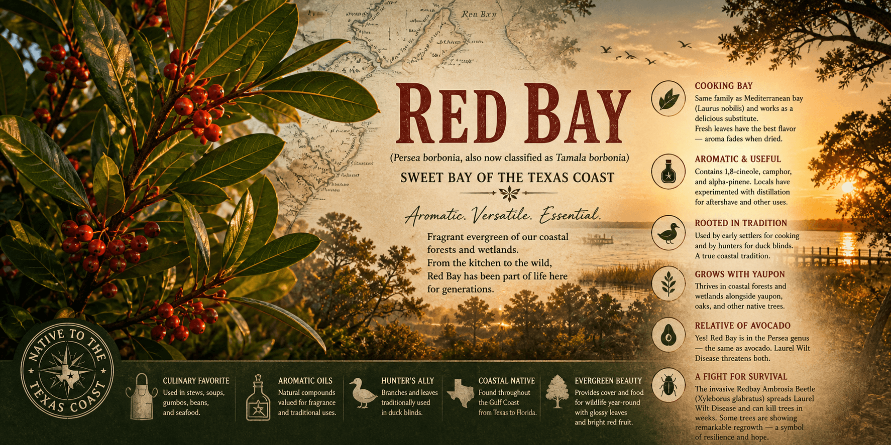 Red Bay — Sweet Bay of the Texas Coast infographic