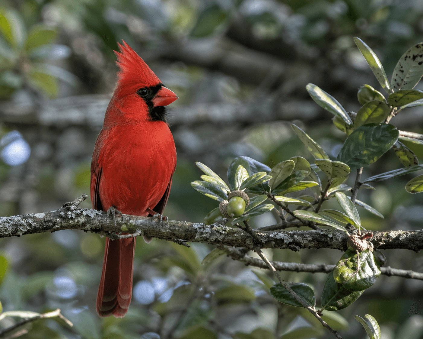 Northern cardinal male red bird Rockport Texas