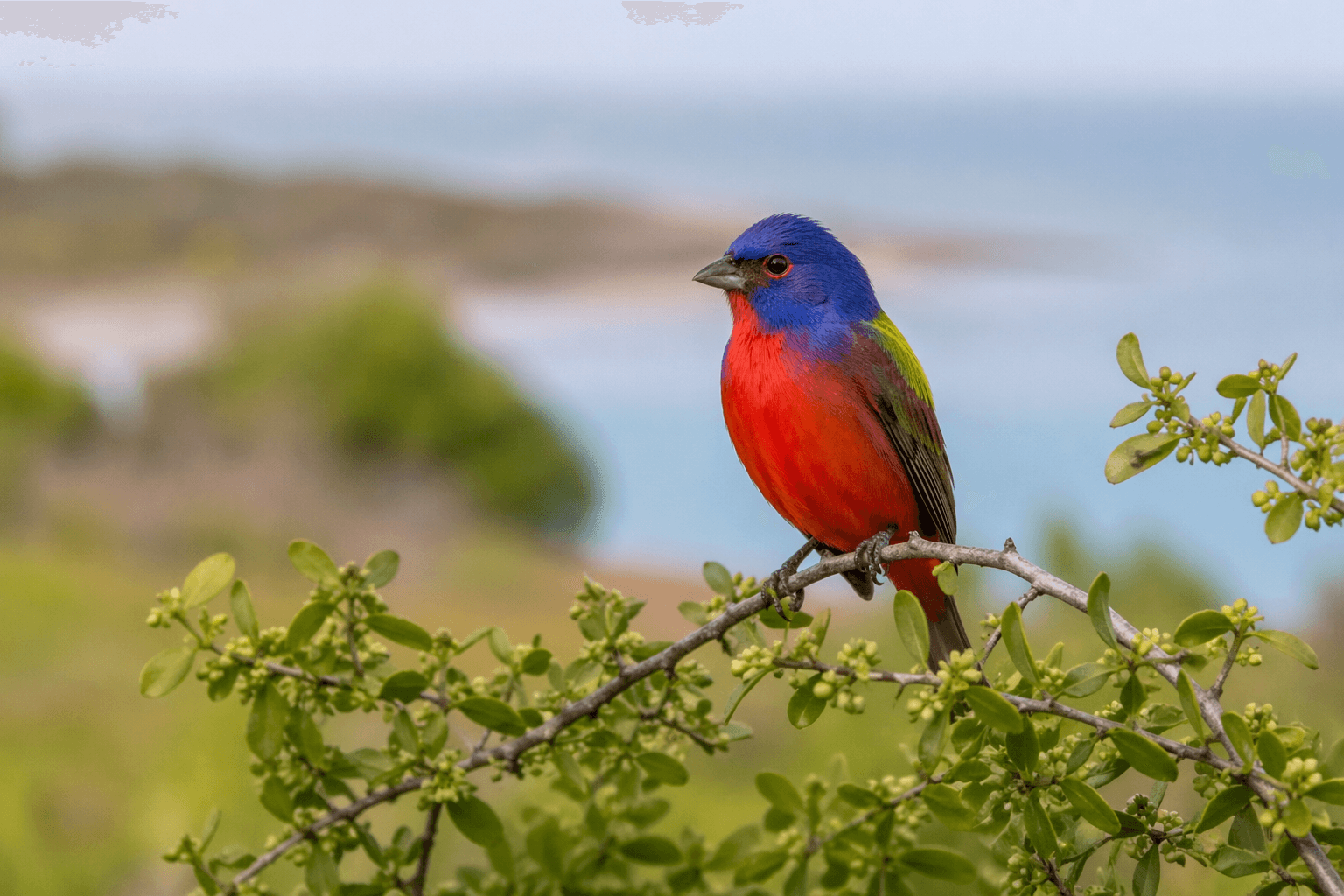 Painted bunting male Rockport Texas songbird