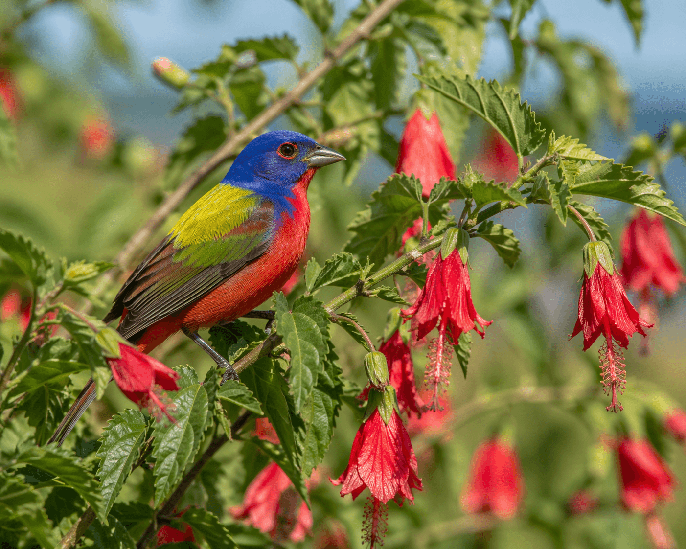 Painted bunting male on turks cap native plant Lamar Texas