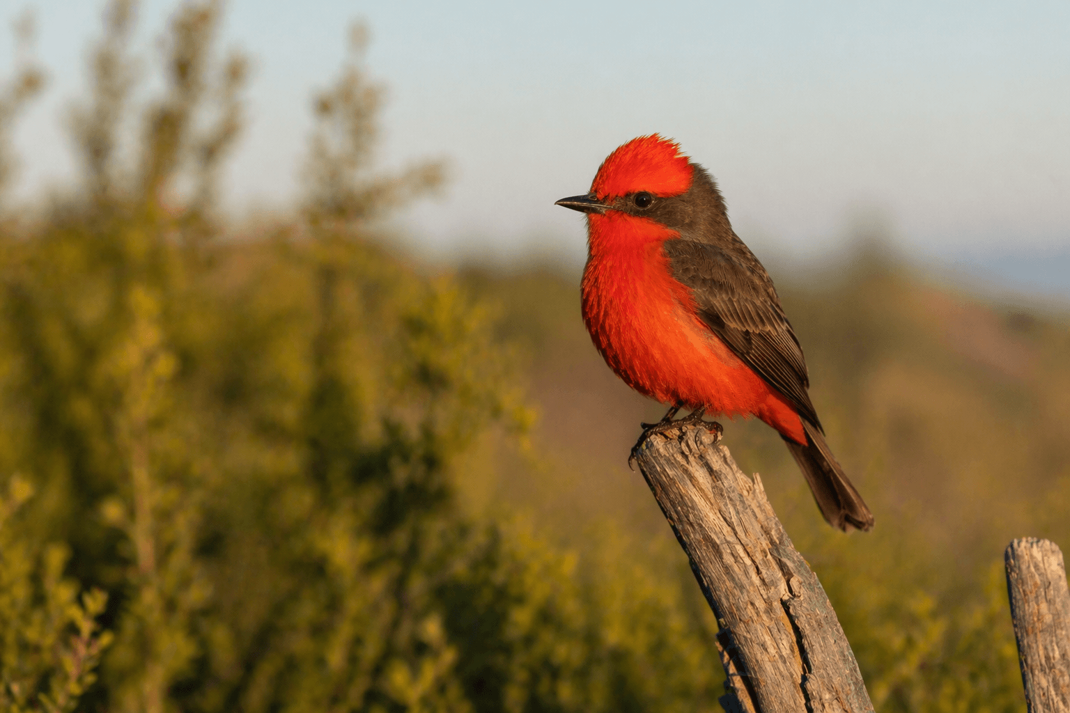 Vermilion flycatcher male red bird coastal Texas
