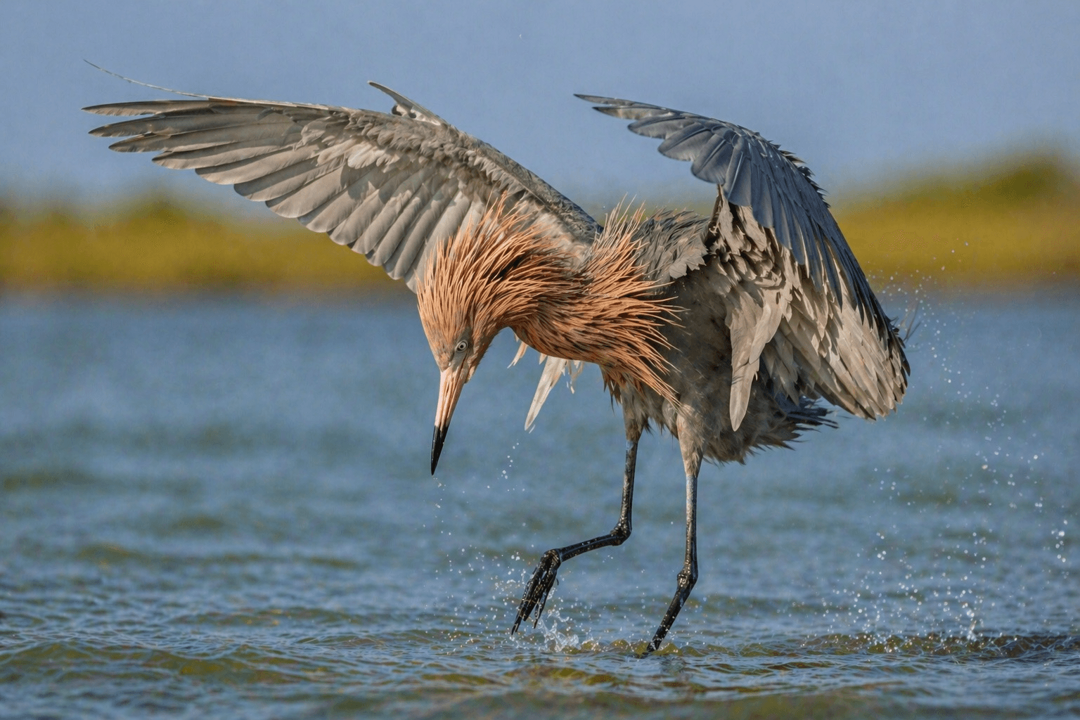 Reddish egret in Rockport Texas shallow bay