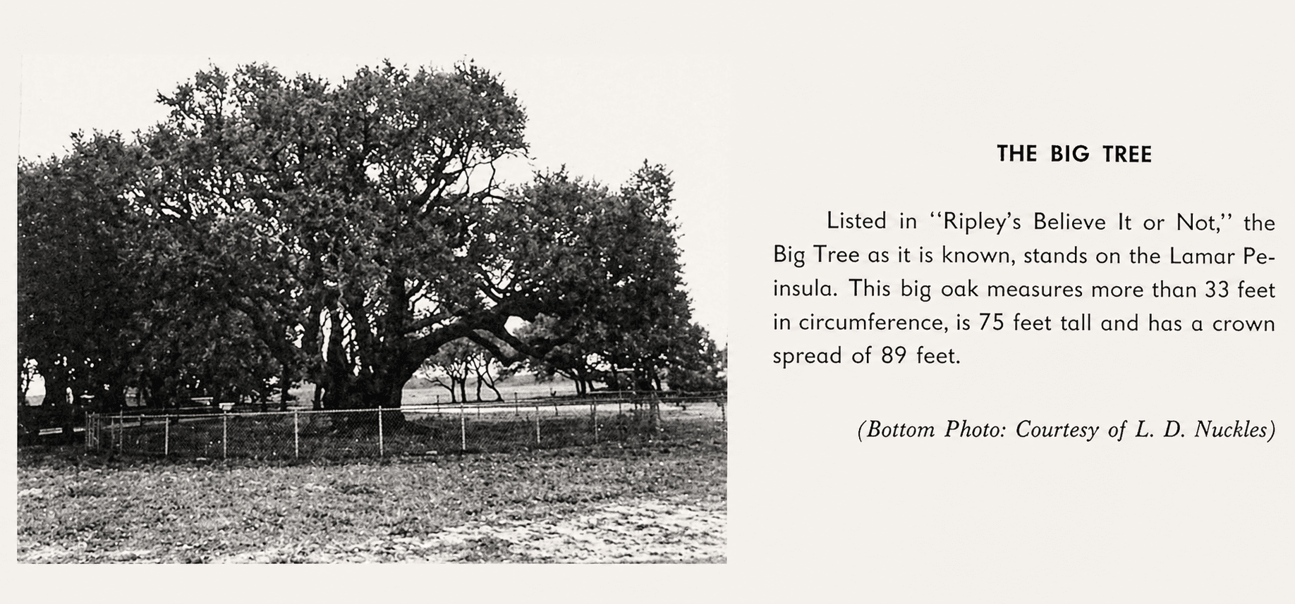 The Big Tree listed in Ripley's Believe It or Not — from A Glimpse at Our Past, Aransas County Centennial 1970. Photo courtesy L.D. Nuckles.