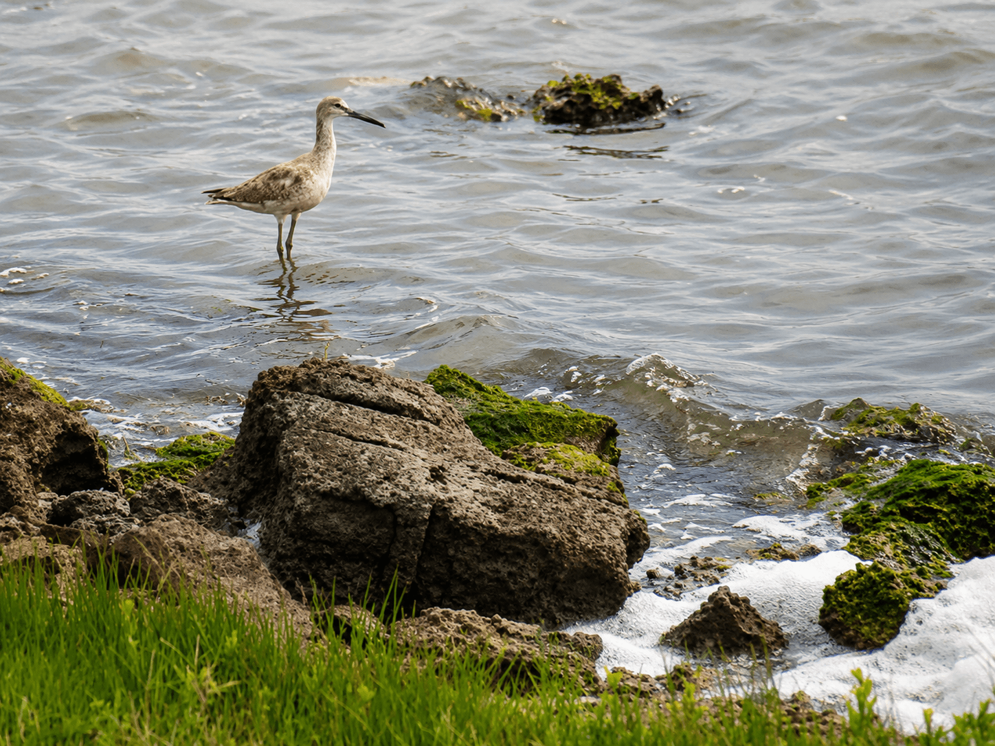 Willet standing on rocky Aransas Bay shoreline Rockport Texas