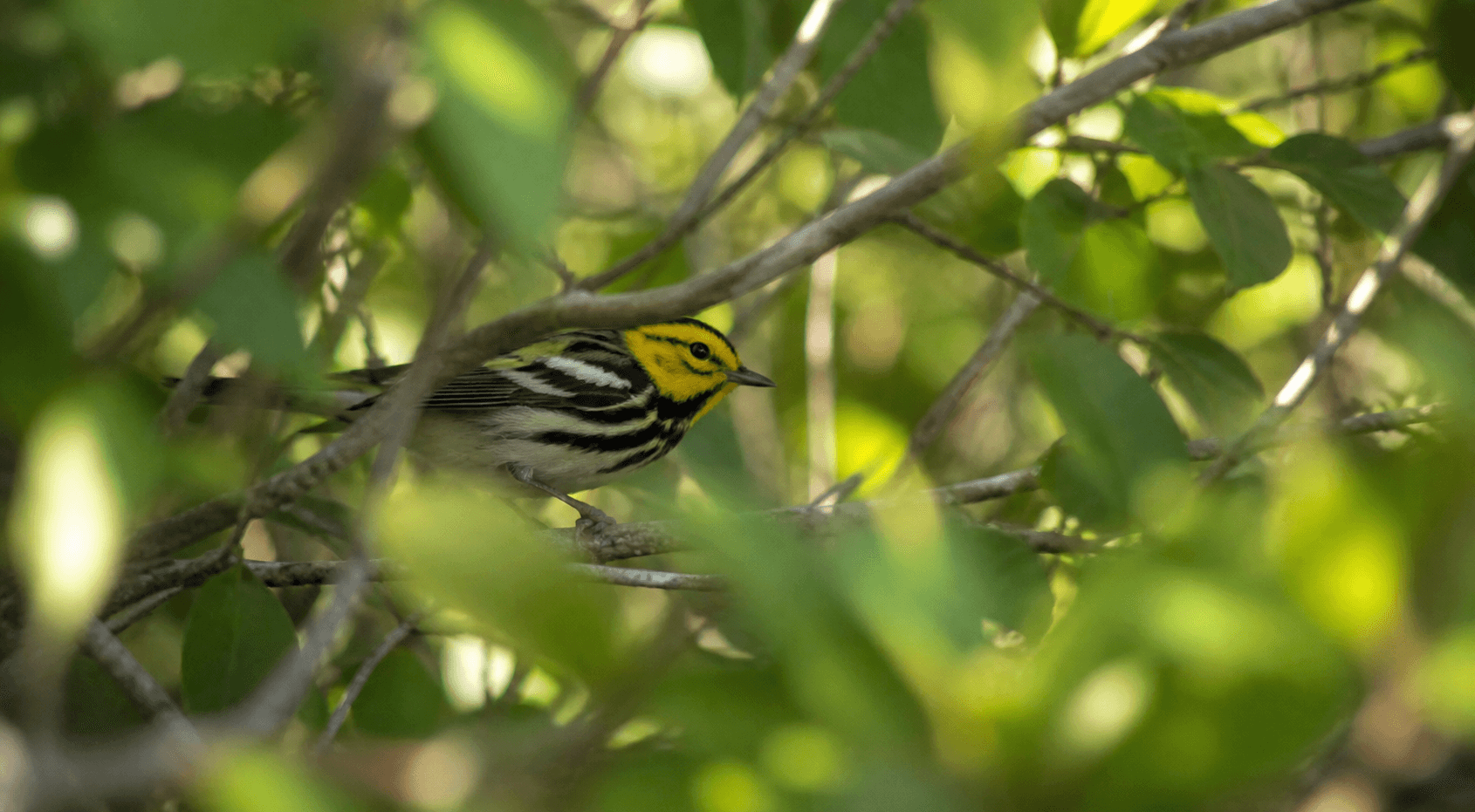 Black-throated Green Warbler partially hidden in coastal brush — Texas migration