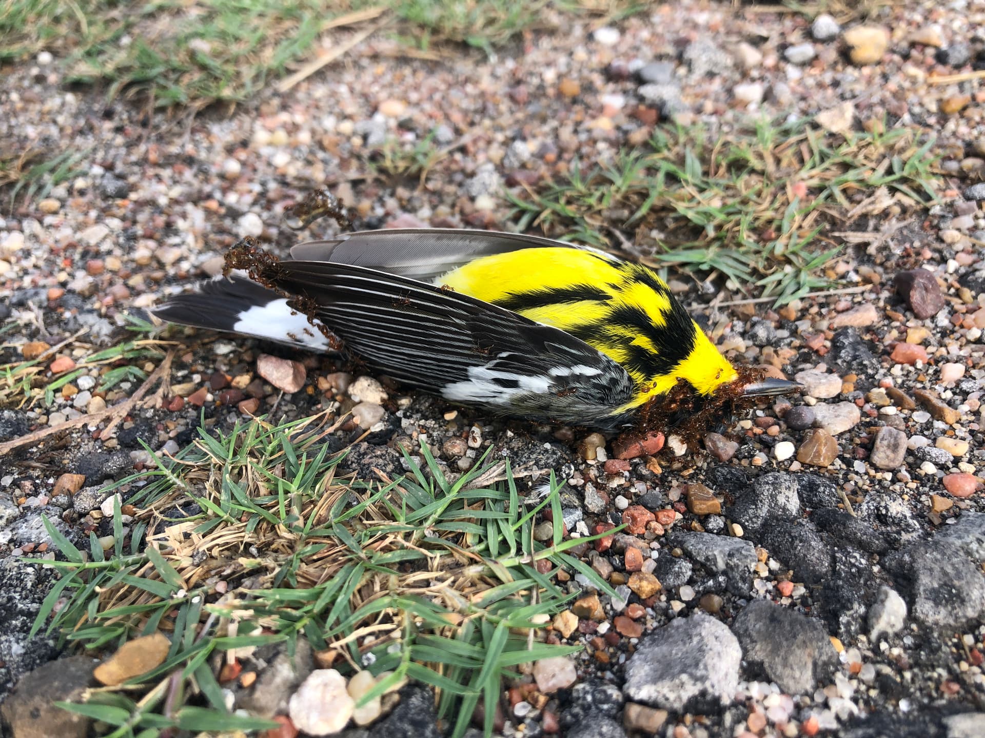 Black-throated Green Warbler found on the Lamar Peninsula — spring migration casualty