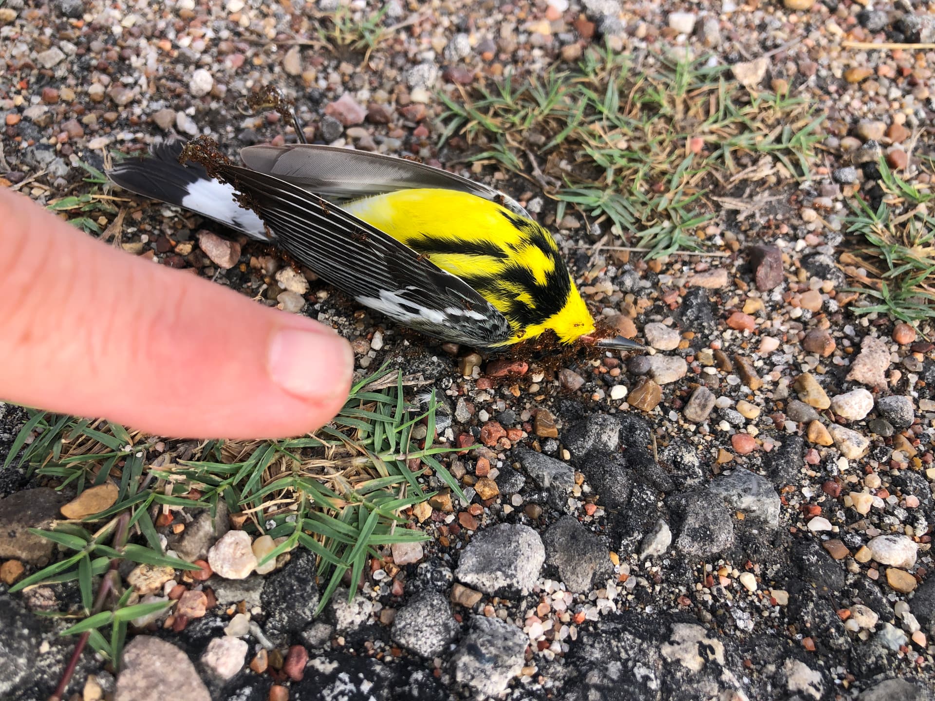 Black-throated Green Warbler — size scale, Rockport Texas
