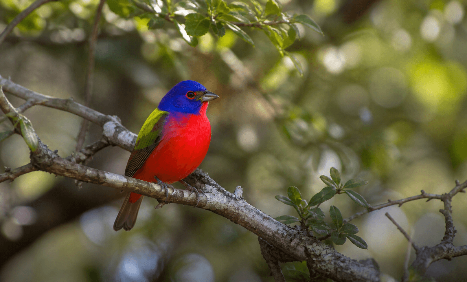 Male Painted Bunting perched on a branch — Rockport, Texas spring migration
