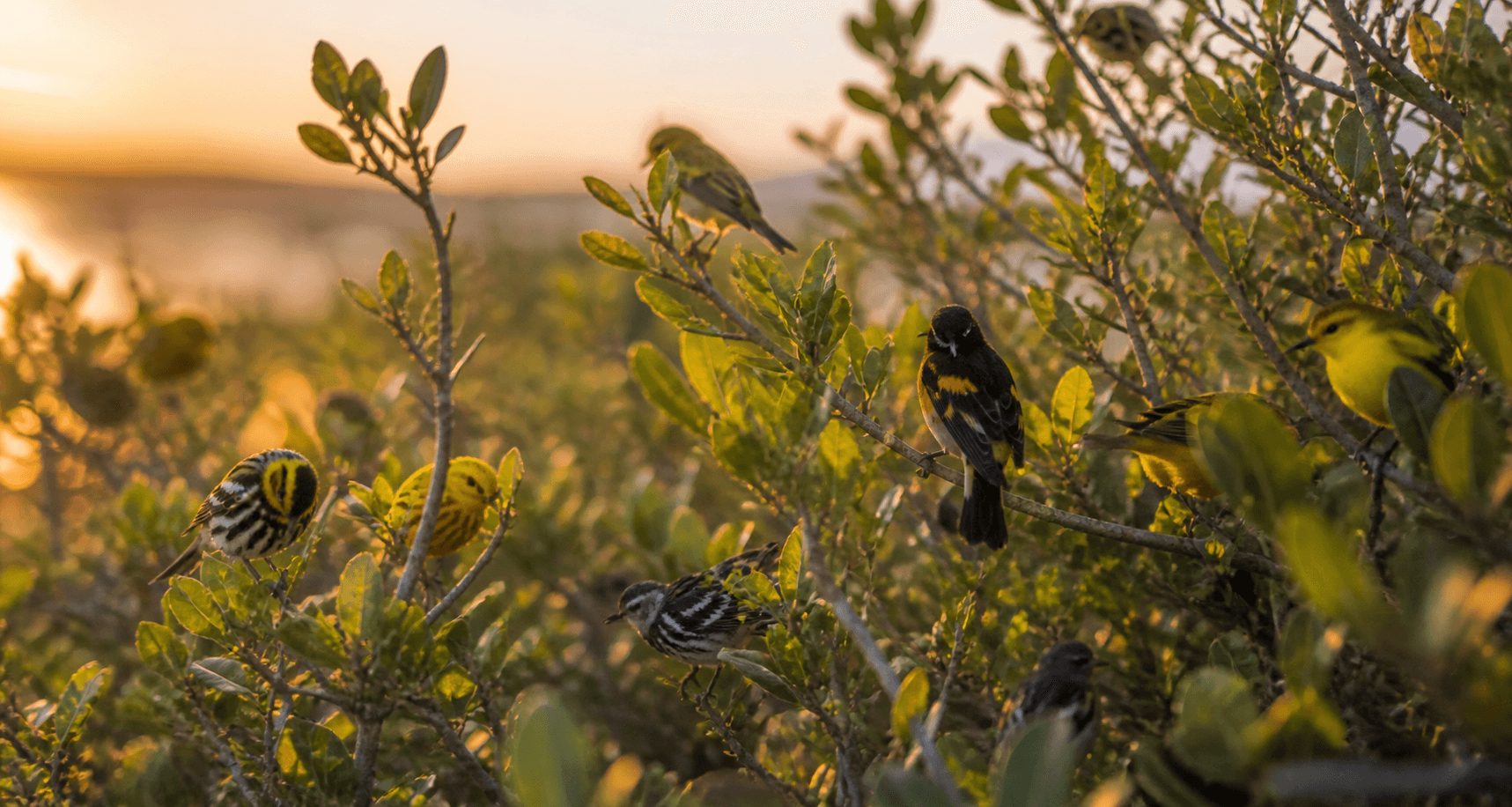 Spring migration fallout — multiple warblers resting in coastal scrub at golden hour, Rockport Texas