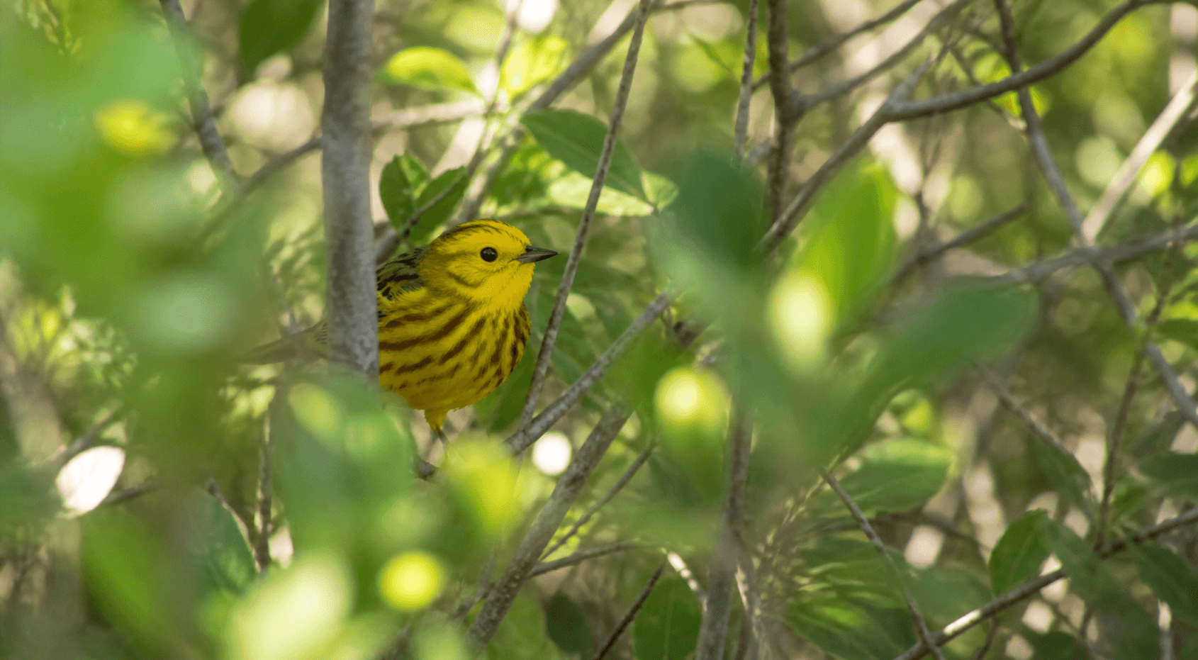 Yellow Warbler partially hidden in coastal brush — Rockport Texas migration